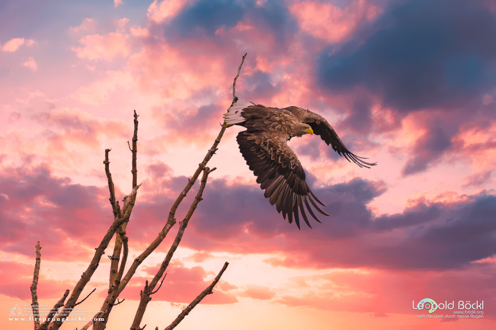 Seeadler - White Tailed Eagle
