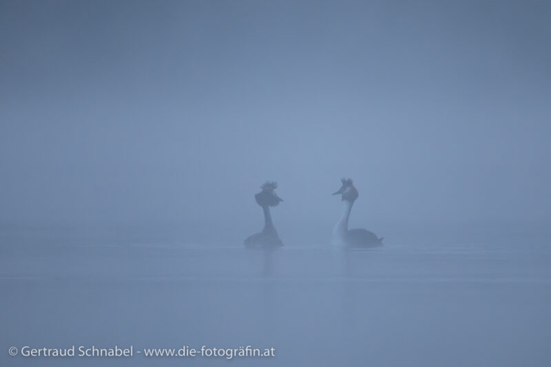 Balzritual der Haubentaucher im Morgennebel